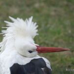 Bocian biały
