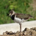 Czajka - młody osobnik