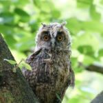 Sowa uszatka - podlot