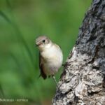 Muchołówka białoszyjna - samiczka