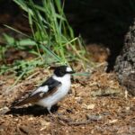 Muchołówka białoszyjna - samiec