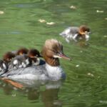 Nurogęś z młodymi