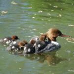 Nurogęś z młodymi